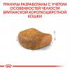 Royal Canin British Shorthair Adult (для взрослых британских короткошерстных кошек)