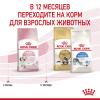 Royal Canin Kitten (для котят в возрасте до 12 месяцев)
